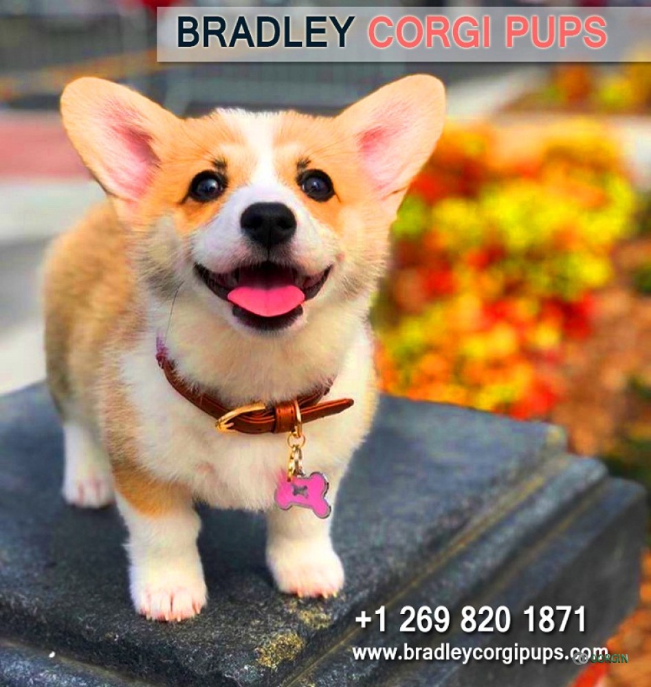 Corgi Puppies For Sale Under 500 Bradley Corgi Pups Oorgin