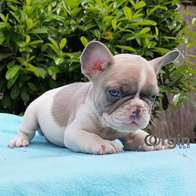 French Bulldog Purebred puppies looking for their forever