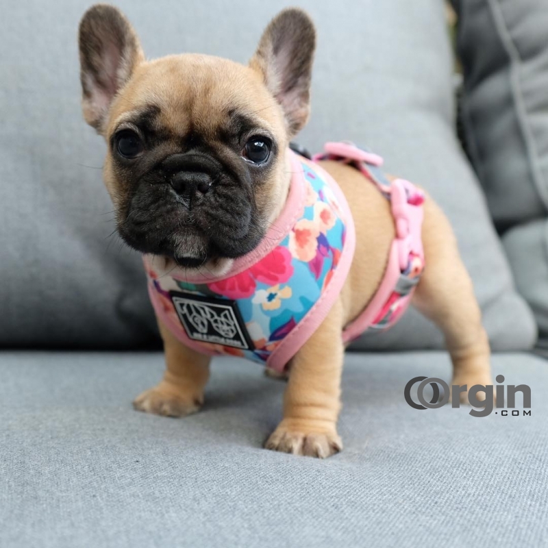 Cute and Adorable FrenchBull Dog Puppies For Sale Near Me.