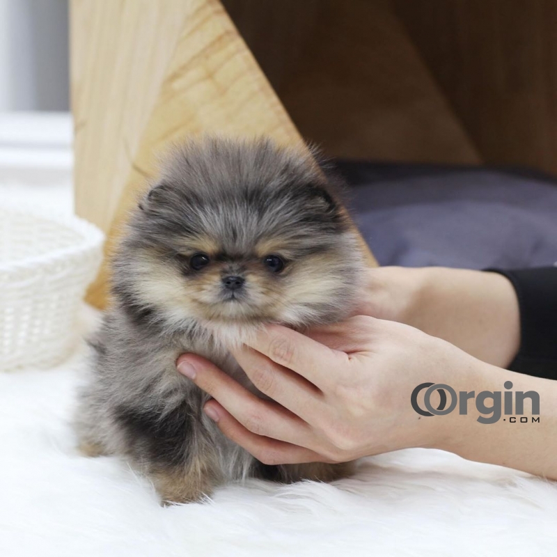 adorable pom puppies for sale