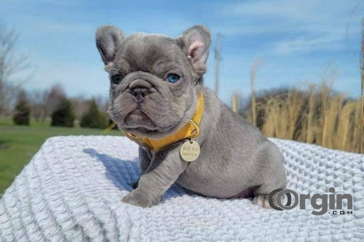 french bulldog puppies for sale atlanta