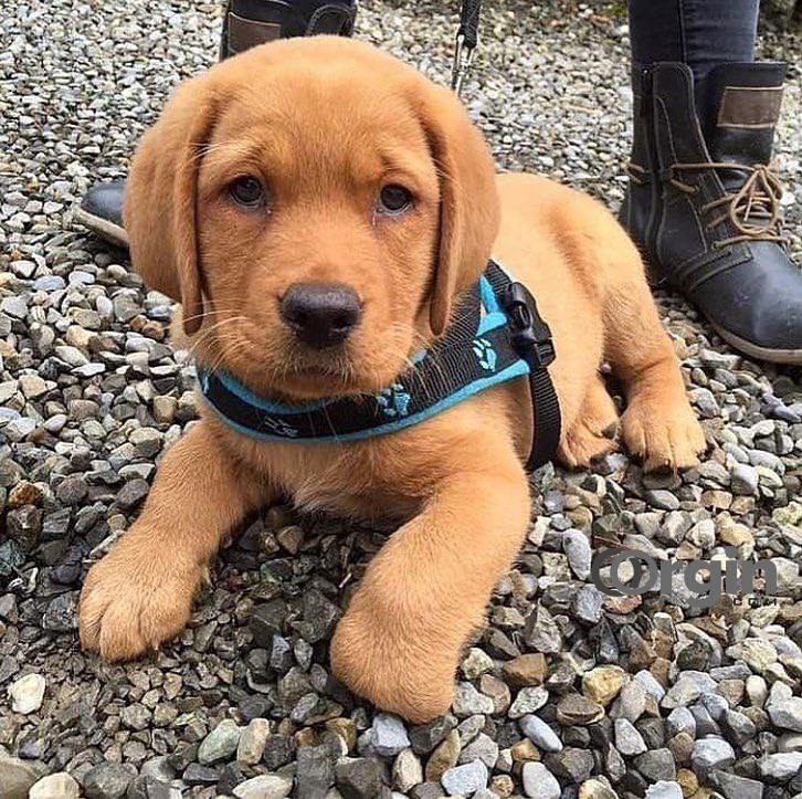 Labrador Retriever puppies for sale boston