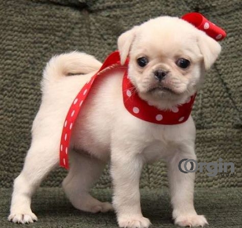 Healthy Male and Female AKC Registered Pugs For Sale