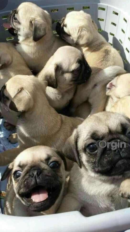 Pug Puppies for sale near me | Pug Puppies for Adoption Near Me | Pug 