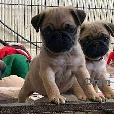 Male and Female Beautiful Pug Puppies for sale Near me