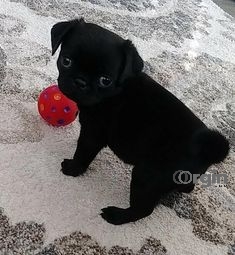 Outstanding Male and Female Pug Puppies Ready To Go