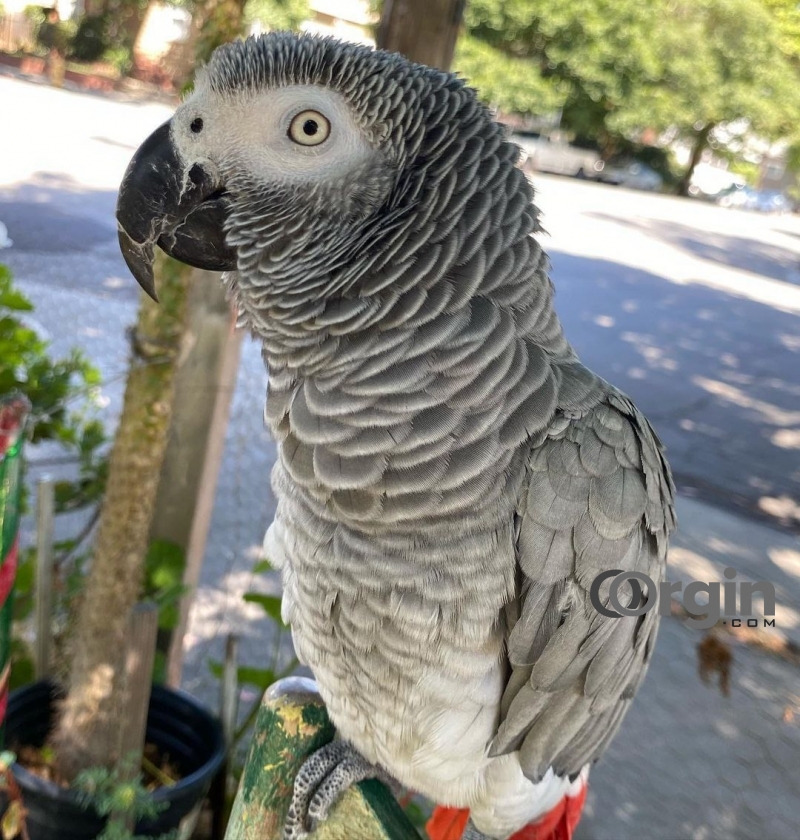 African grey parrots for sale 