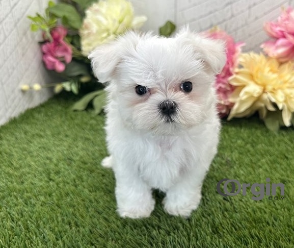 Male and Female Maltese puppies