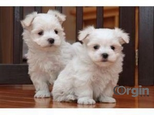 Maltese puppies  for adoption male and female