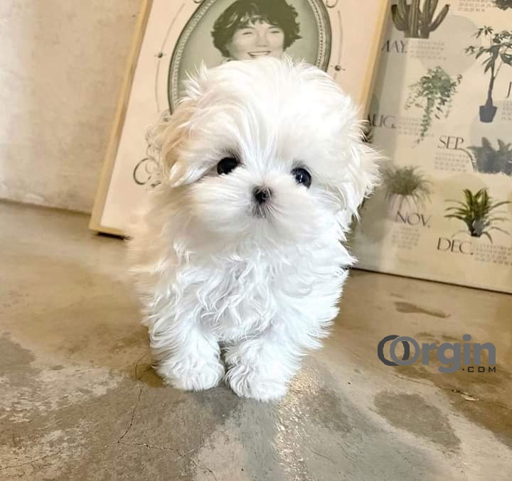 Lovely Teacup Maltese Puppies 