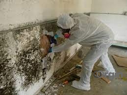 Toxic Black Mold Removal Company In Florida