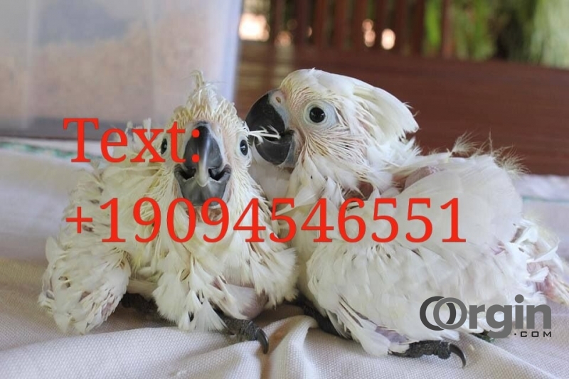 Cockatoos parrots available now
