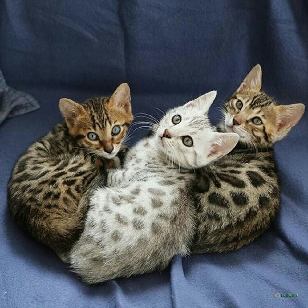 Cute Bengal kittens available - Free global classified ads ...