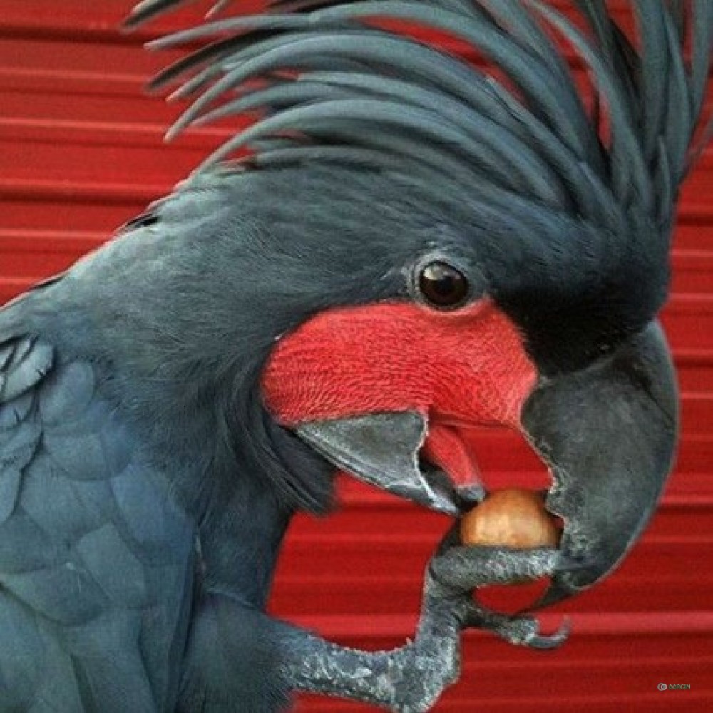 black palm cockatoo for sale