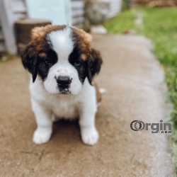 Amazing St Bernard Pups Available For Any Loving Home