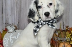 English setter puppies for sale in USA