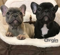 Cheap French Bulldog Puppies for sale