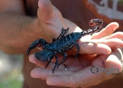 Buy EMPEROR SCORPION VENOM Online at affordable rates with secured pay