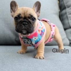 Cute and Adorable FrenchBull Dog Puppies For Sale Near Me.