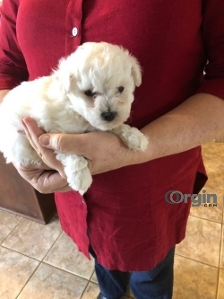 Bichon Frise puppy for home