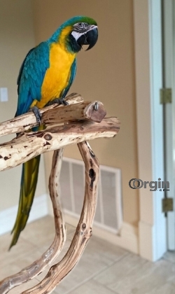 Blue and Gold Macaw Parrots For Adoption