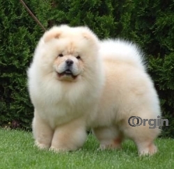 Chow chow puppies for sale near me