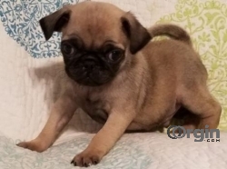 Pug Puppies for sale 
