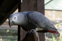 Amazing Cute and Adorable African Grey Parrots for sale. 