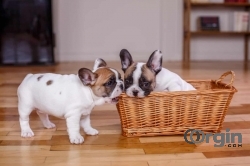 French Bulldog Puppies for sale Cheap