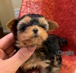 Male and female Yorkie puppies available for adoption