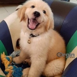 Male and female Golden Retriever available for adoption|sale.