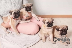 Pug Puppies for Sale Under $500 Near Me