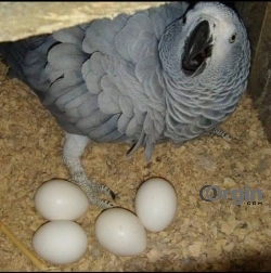 Babies African Grey Parrot Ready!