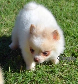 Healthy and Playful Pomeranian Puppies Ready!