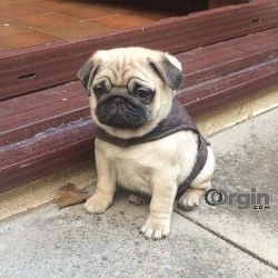 Pug Puppies for sale under 500