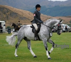 Lovable dapple gray gelding/dressage/riding horse