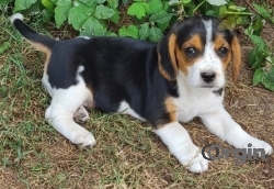 Playful and sweet Beagle puppy