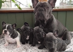 We've some gorgeous french bulldog pups ready to go ASAP