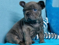 MALE AND FEMALE FRENCH BULLDOG PUPPY FOR SALE