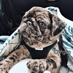 Cheap Pug Puppies for sale near me| Pug puppies for sale $200