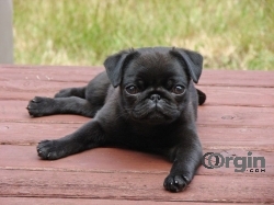 pug puppies for sale | pug puppies for sale near me | cheap pugs 