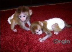  Capuchin monkyes baby 13 weeks for adoption