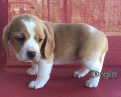 Adorable Beagle puppies Available