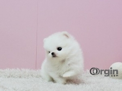 Awesome Teacup Pomeranian Puppies 
