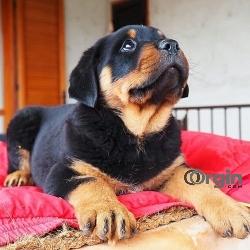 50% Off Special little Rottweiler puppies.