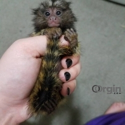 Marmoset and capuchin monkeys for sale.
