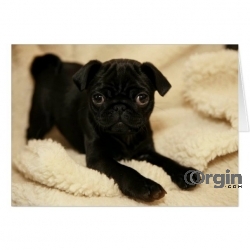 Stunning Pug Puppies for sale