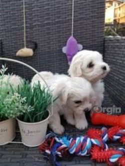 Healthy maltese puppies available